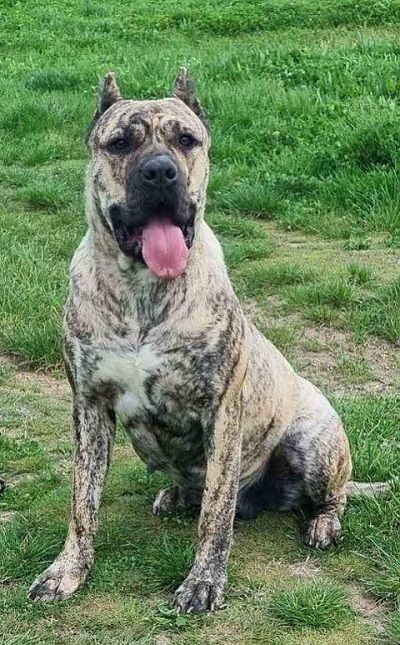 Presa Canario, vrhunsko leglo